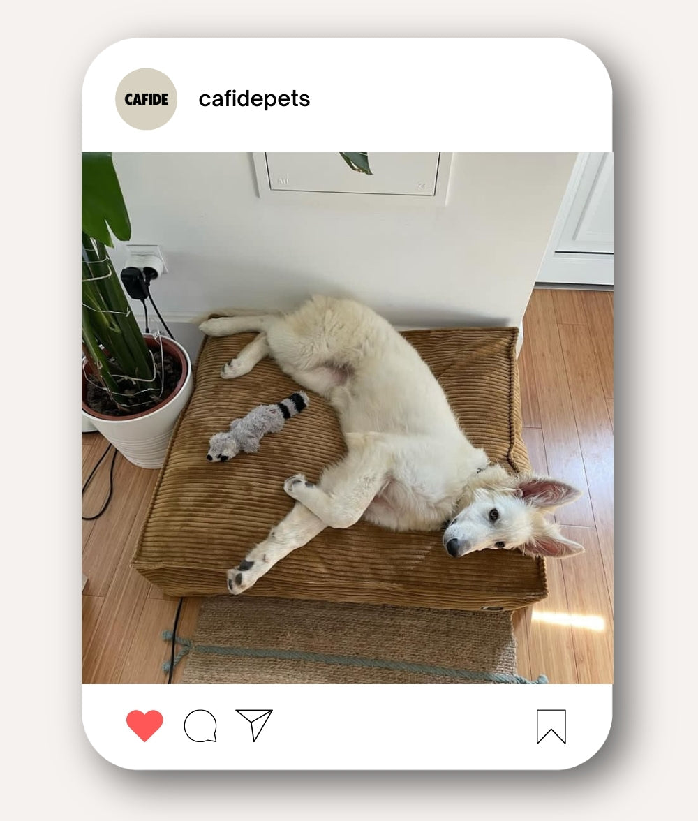 Cama Perro Pana Mostaza, Cuadra